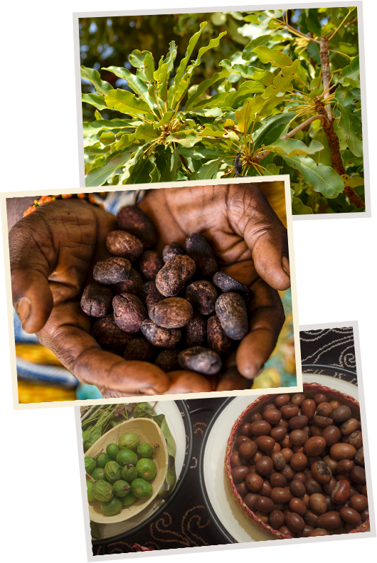 Use Of Shea Butter